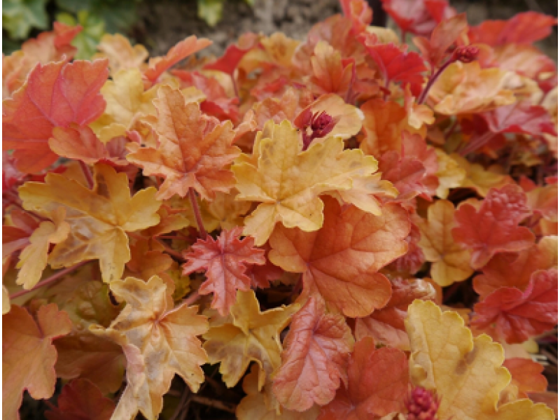 гейхера Happy Autumn