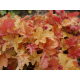 гейхера Happy Autumn