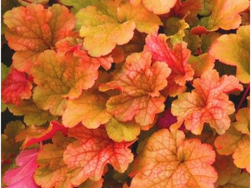 гейхера Happy Autumn