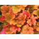 гейхера Happy Autumn