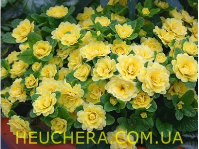 Buttercup Yellow