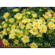 Buttercup Yellow