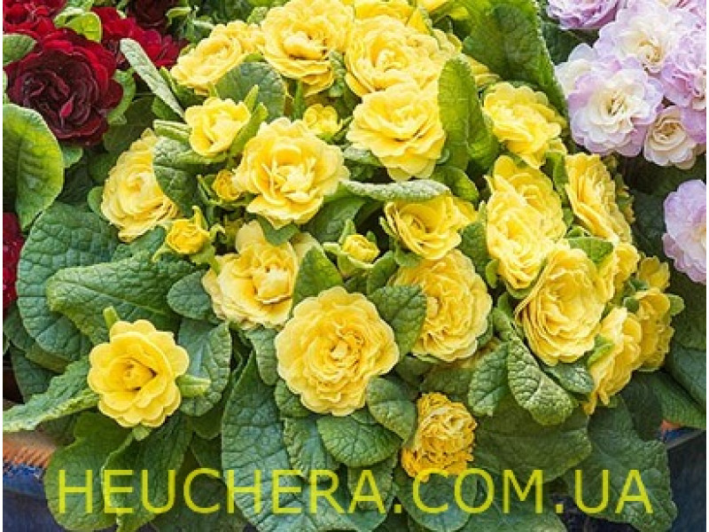 Buttercup Yellow