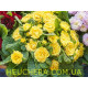 Buttercup Yellow