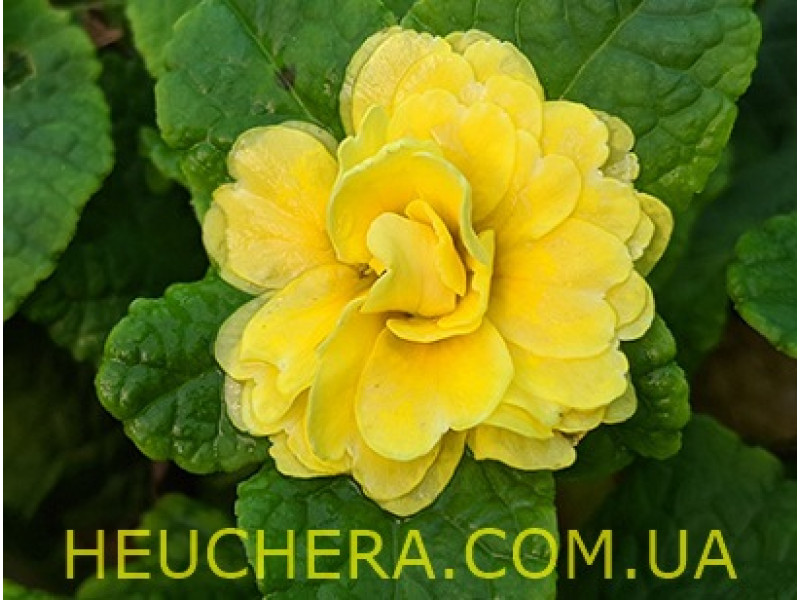 Buttercup Yellow