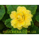 Buttercup Yellow