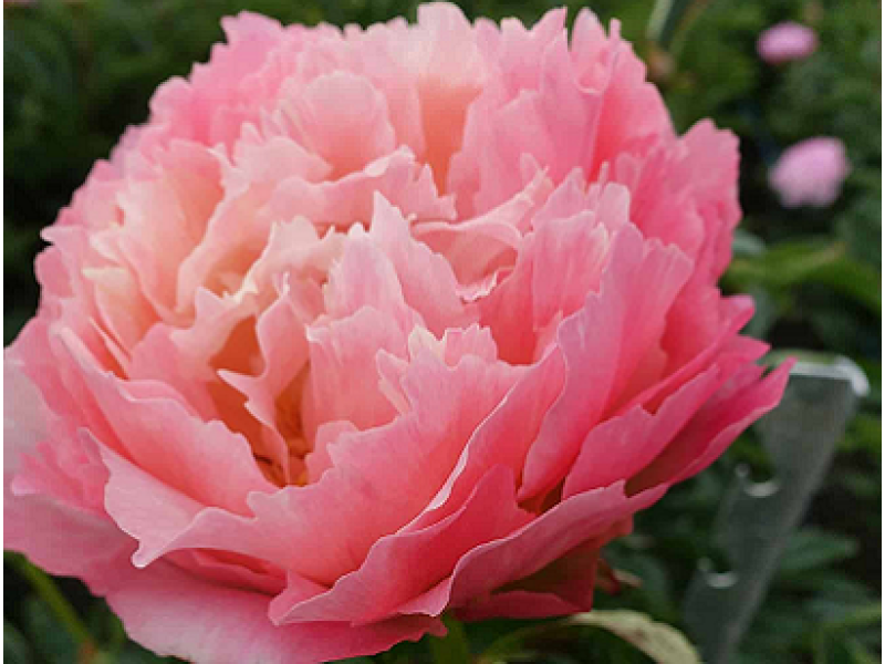 пион Pink Hawaiian Coral