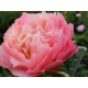 пион Pink Hawaiian Coral