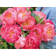 пион Pink Hawaiian Coral