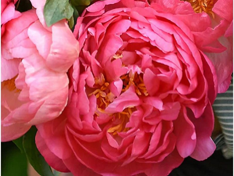 пион Pink Hawaiian Coral