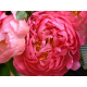 пион Pink Hawaiian Coral