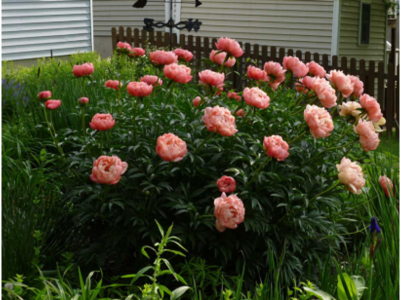 пион Pink Hawaiian Coral