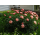 пион Pink Hawaiian Coral
