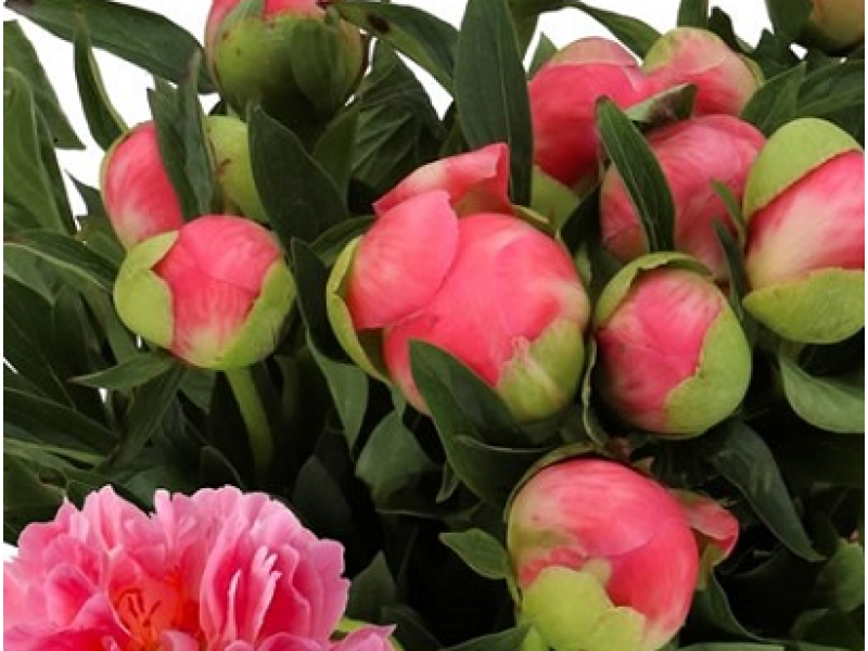пион Pink Hawaiian Coral