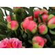 пион Pink Hawaiian Coral