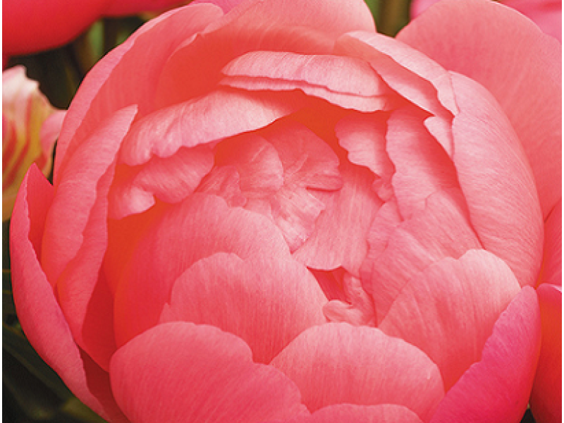 пион Pink Hawaiian Coral