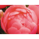 пион Pink Hawaiian Coral