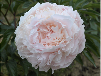 Півонія Solange