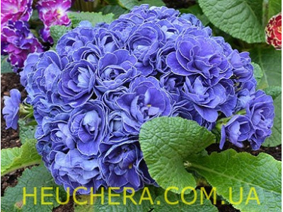 Baltic Blue