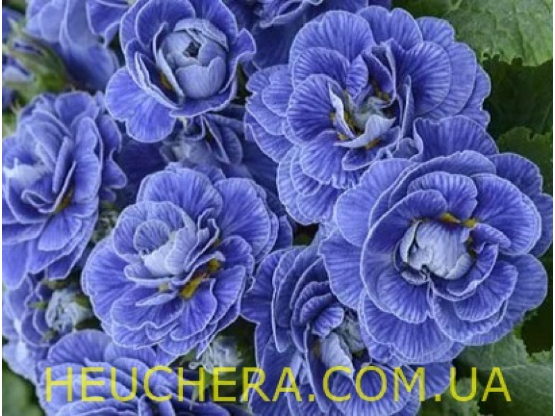 Baltic Blue