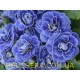 Baltic Blue