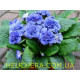 Baltic Blue