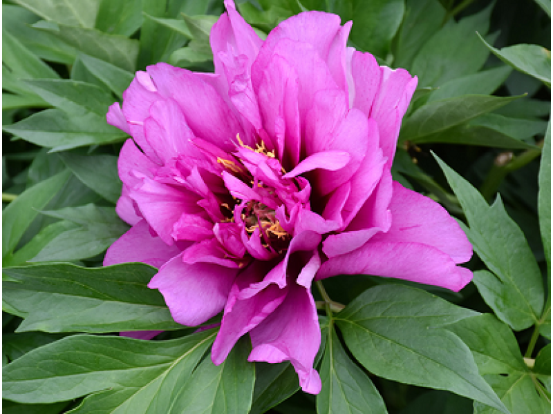 Morning Lilac