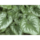 брунера Emerald Mist