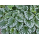 брунера Emerald Mist