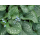брунера Emerald Mist