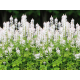 тиарелла Running Tiger