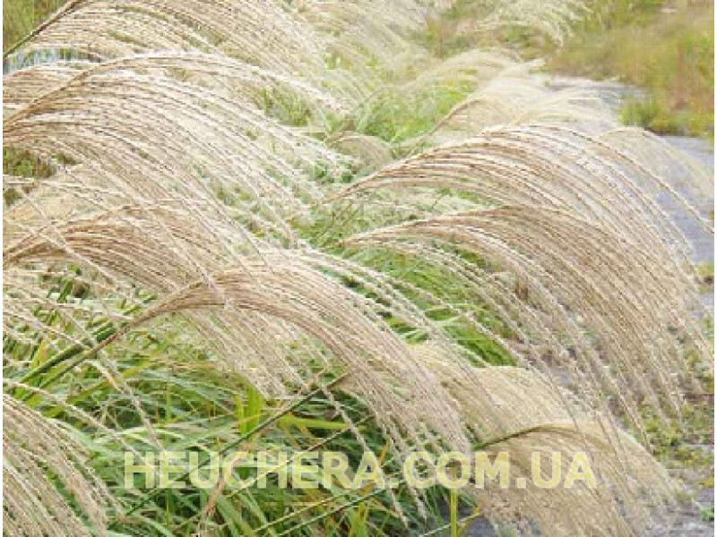 Yakushima Dwarf