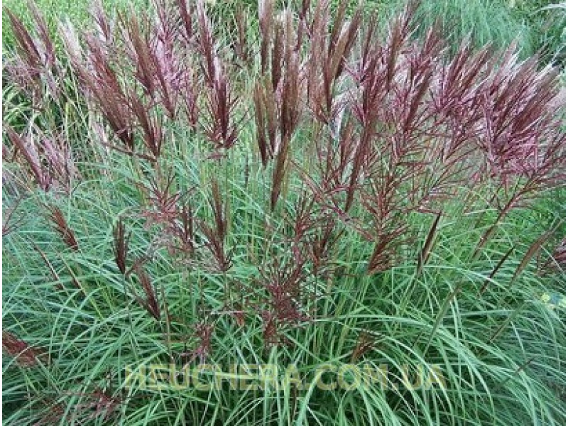 Red Chief