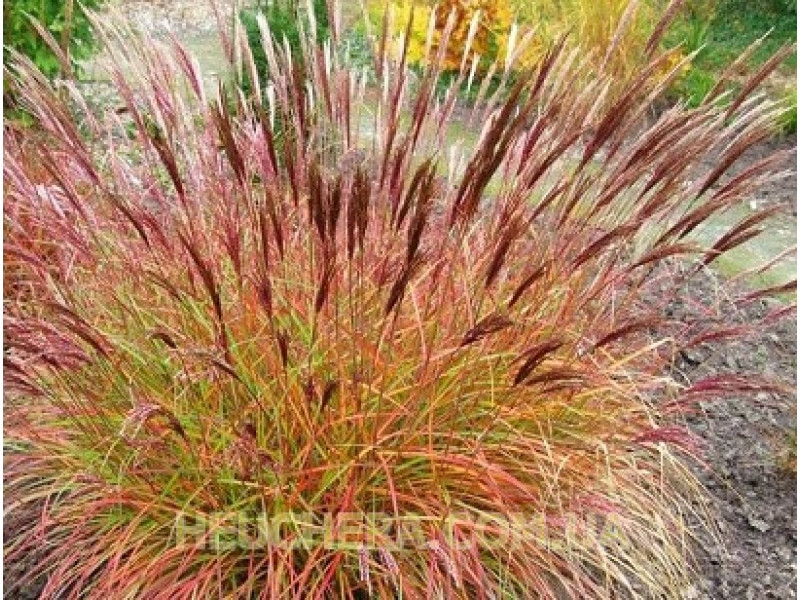 Red Chief