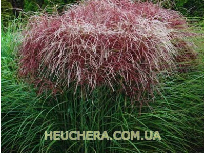 Roter Pfeil
