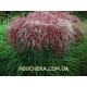 Roter Pfeil