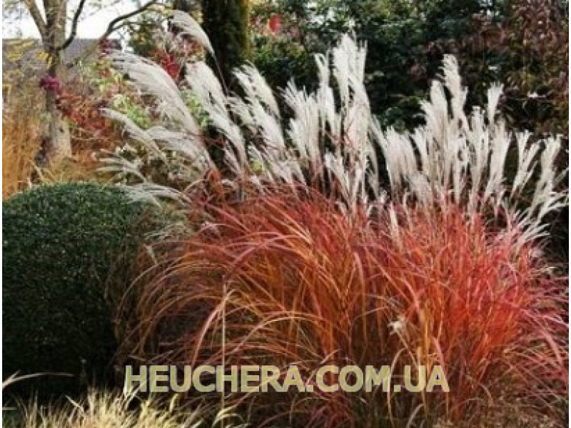 Roter Pfeil