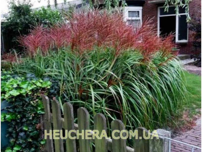 Roter Pfeil