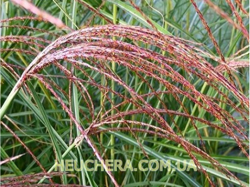 Roter Pfeil