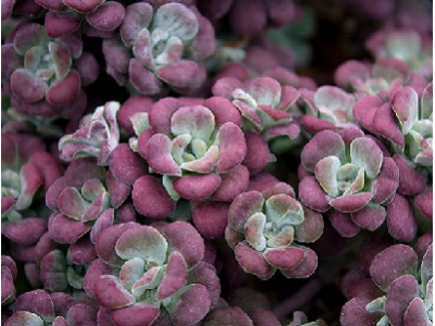 Purpureum