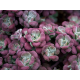 Purpureum