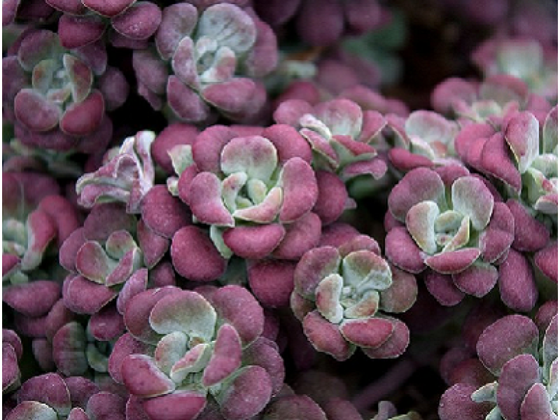 Purpureum