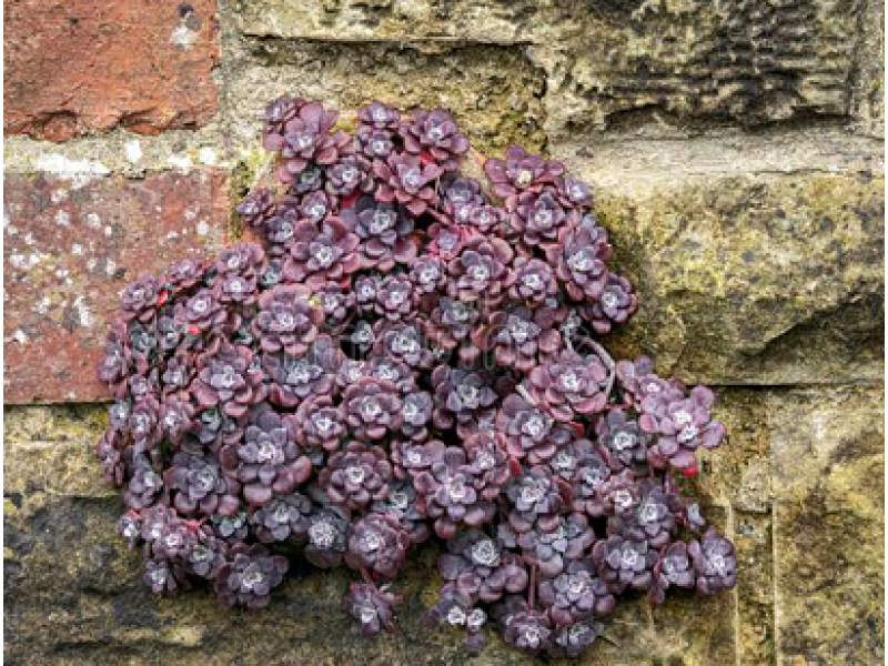 Purpureum