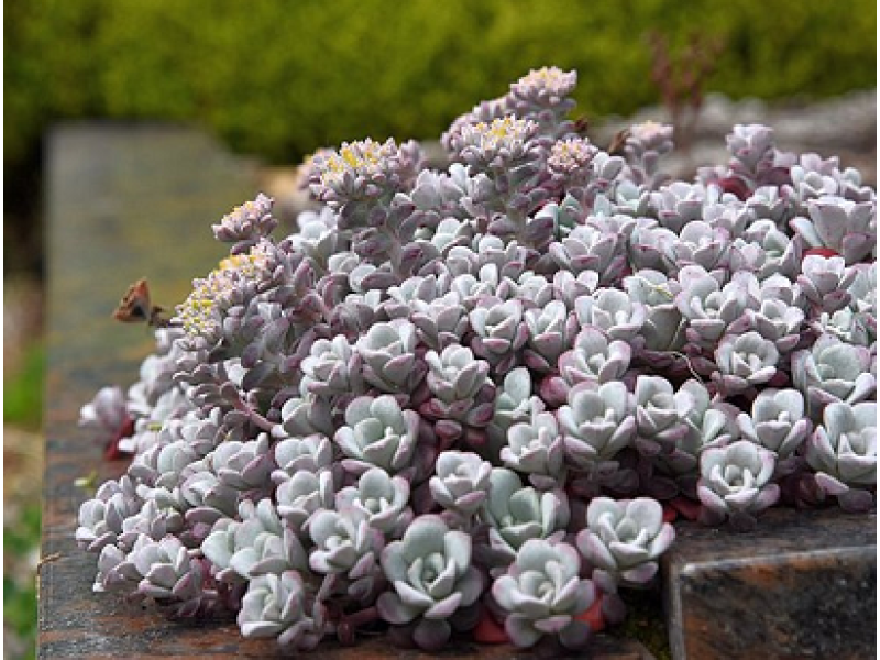 Purpureum