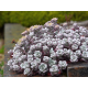 Purpureum