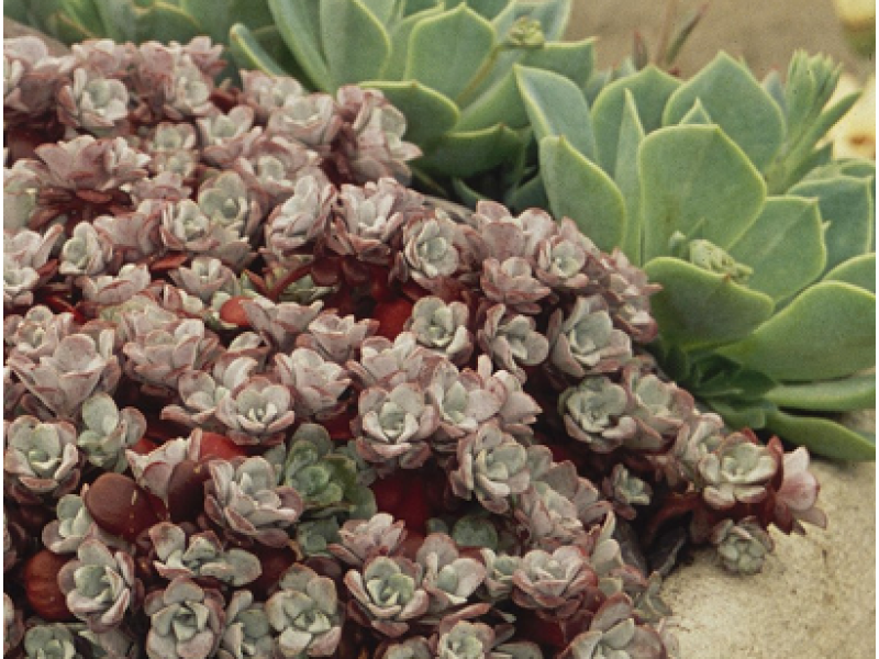 Purpureum