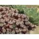 Purpureum