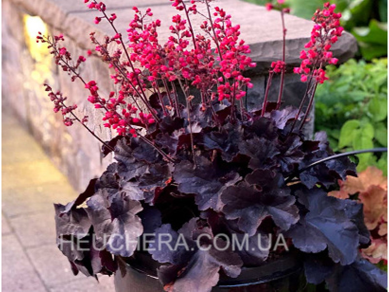 Black Forest Cake
