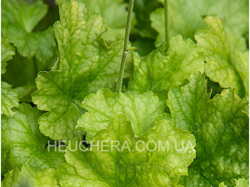 Lime Americano