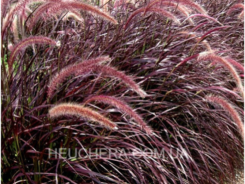 Rubrum